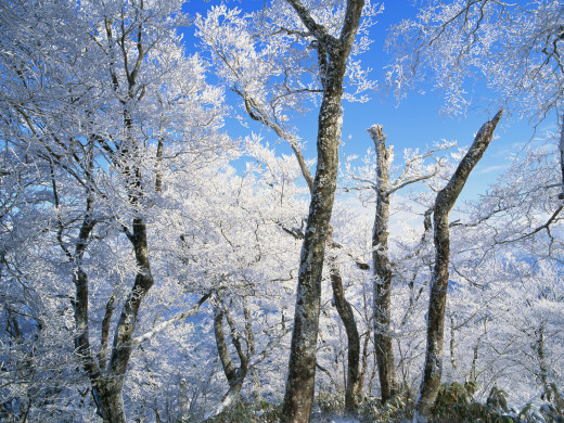 42464 (a): :1600x1200
